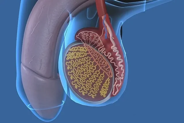 Consecuencias de la Disfunción Eréctil y Cómo Afecta la Calidad de Vida